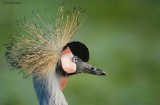 Great Crowned Crane